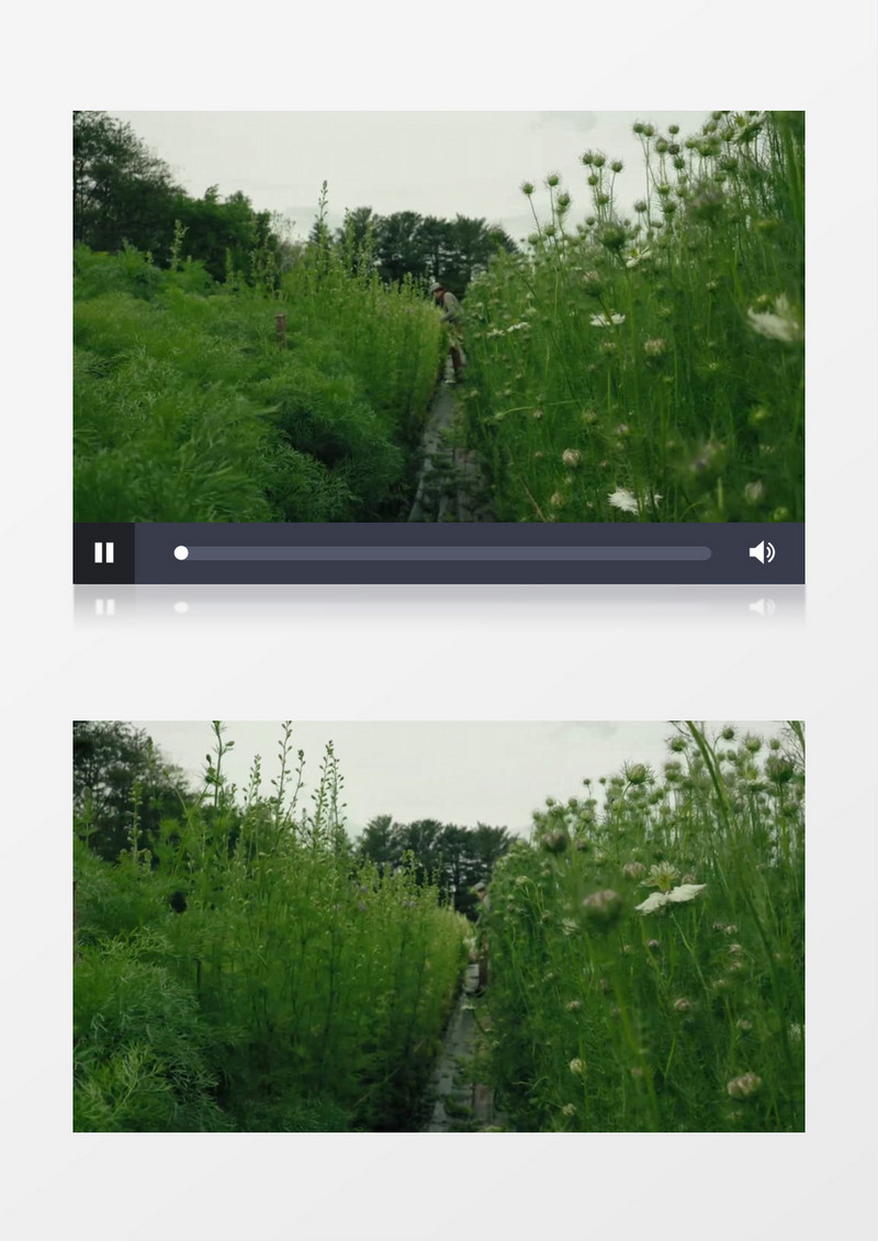 镜头穿梭在花丛中拍摄剪花的花艺师实拍视频素材