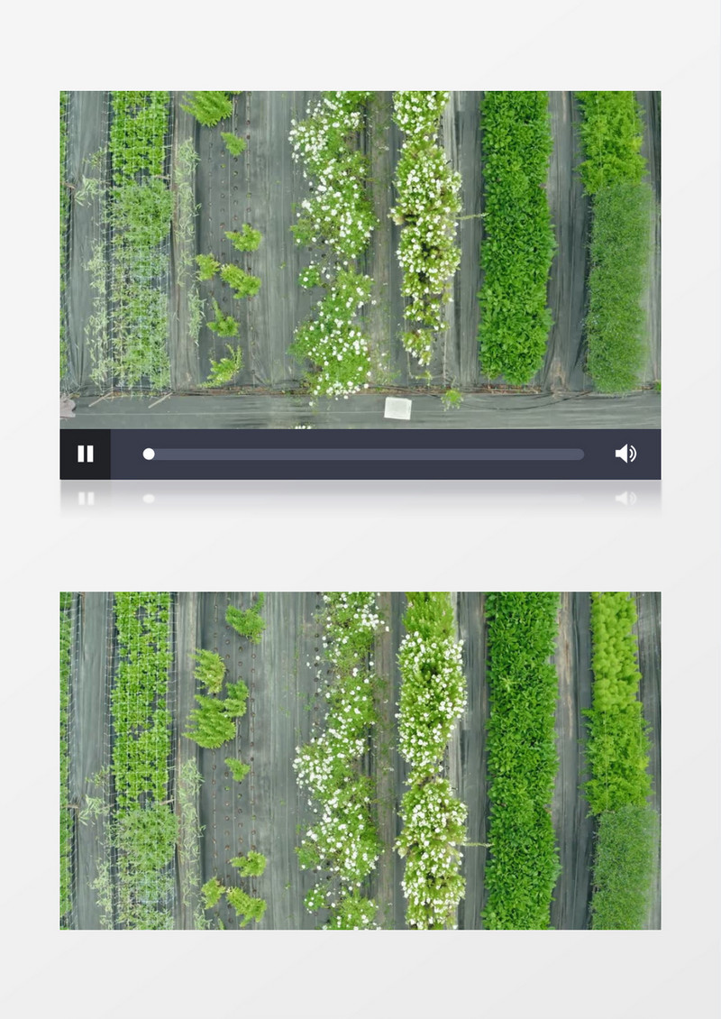 俯拍花圃里成行的花卉实拍视频素材
