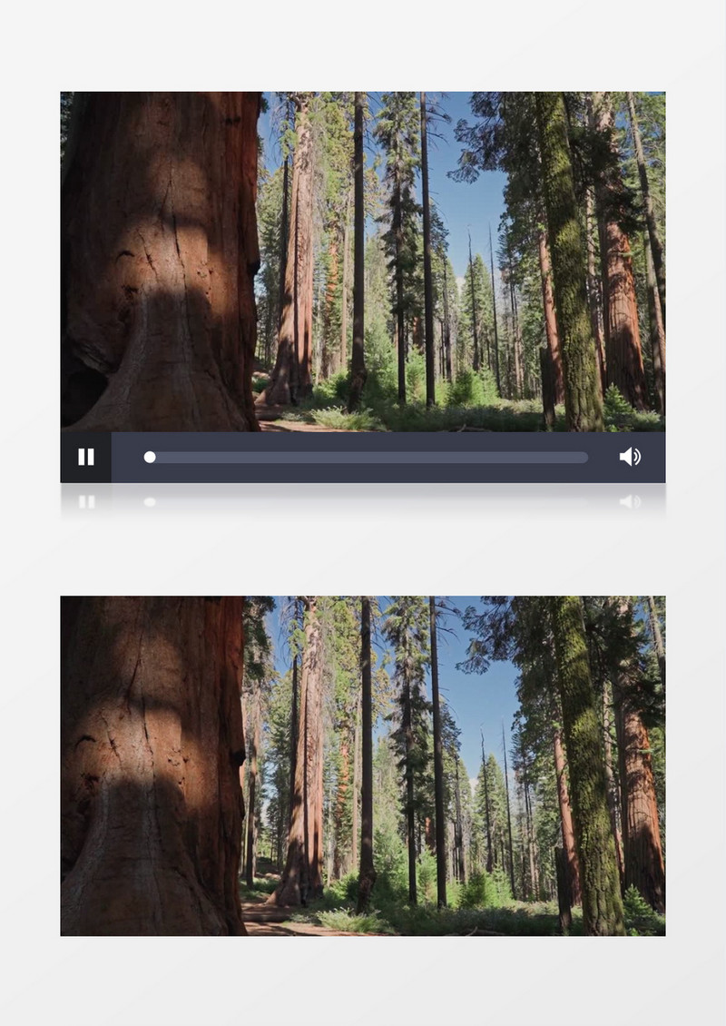 树林中修长的杉树树干实拍视频素材
