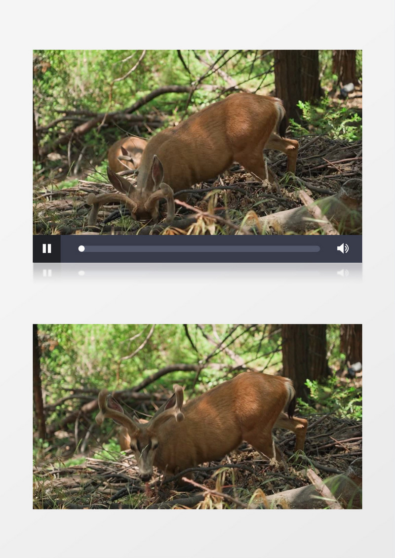 小鹿在山林中觅食实拍视频素材