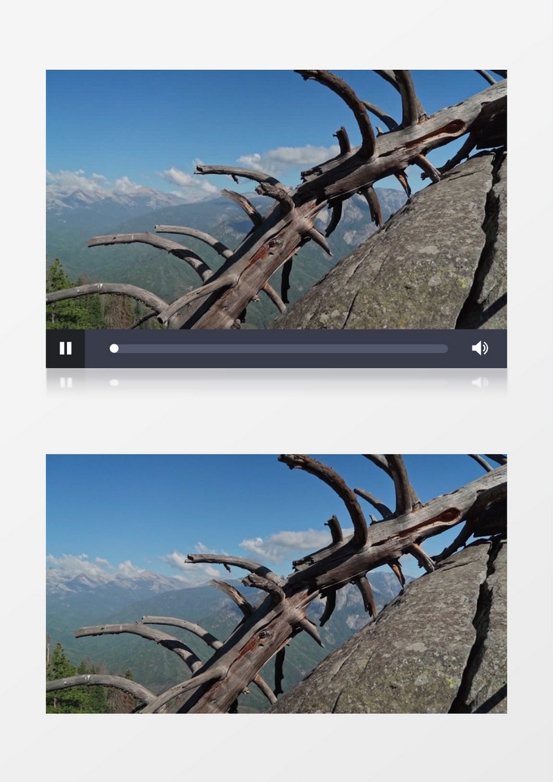 悬崖边的枯树枝实拍视频素材