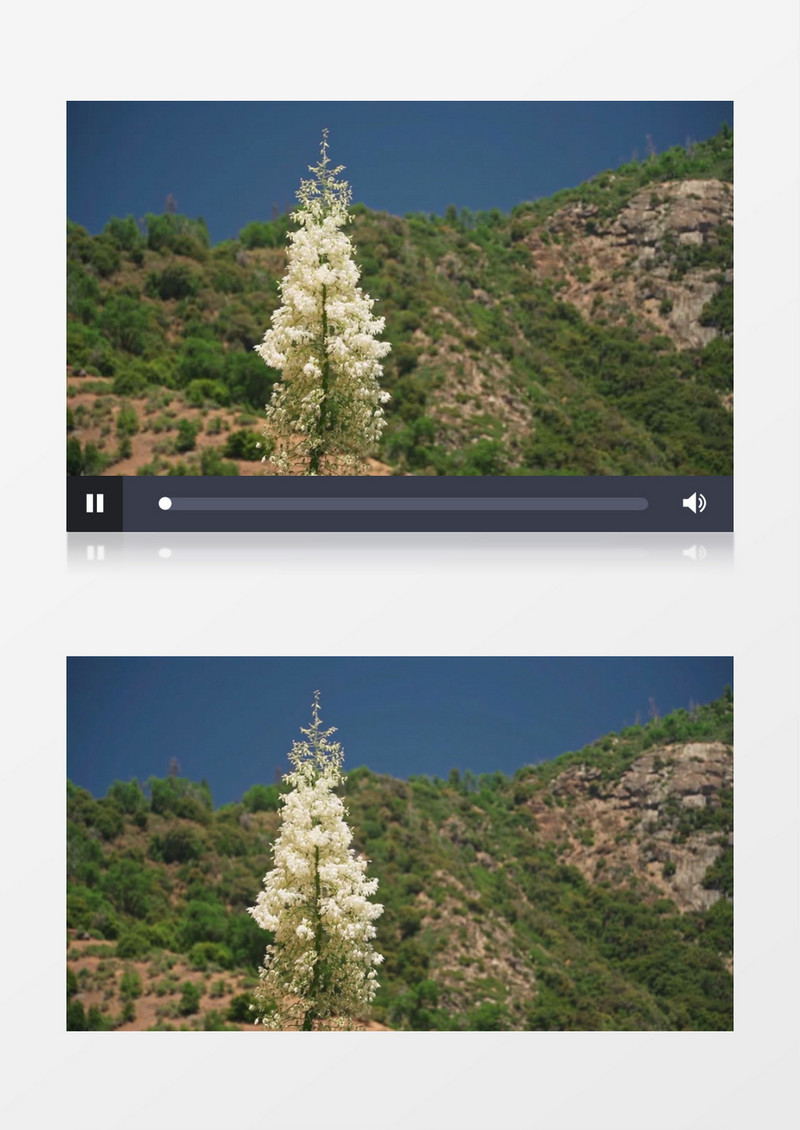 一簇白色的花束在风中微动实拍视频素材