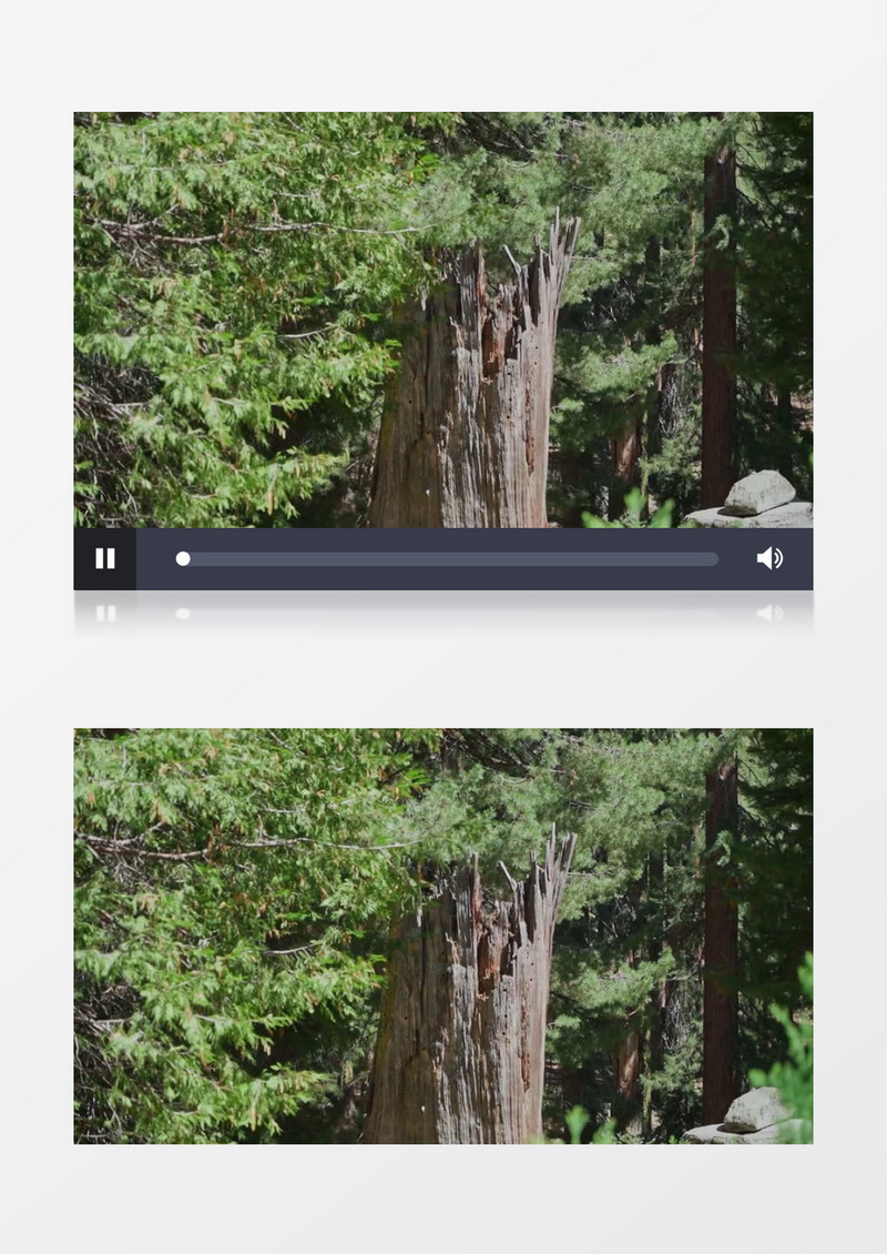 树丛中断裂干枯的树干实拍视频素材