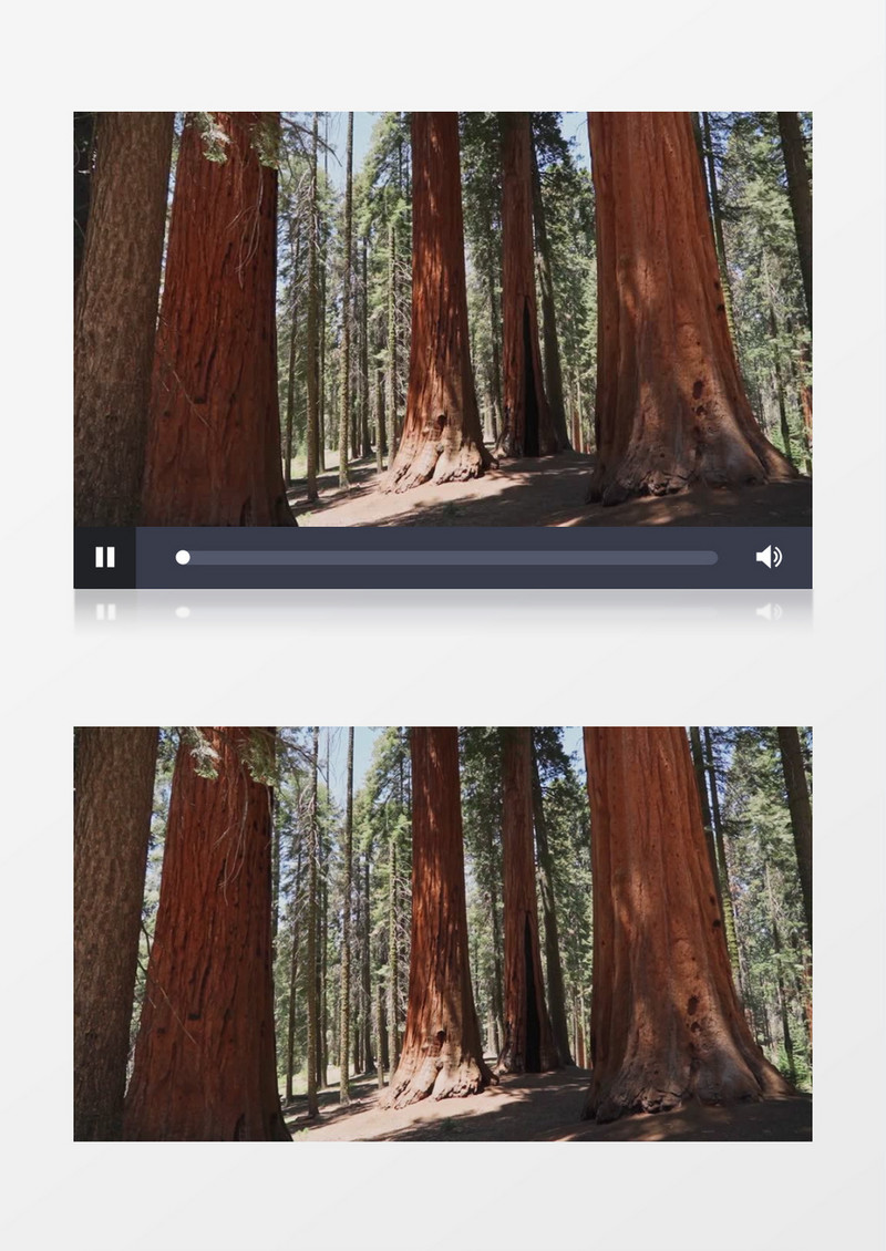 树林中粗壮的树干实拍视频素材