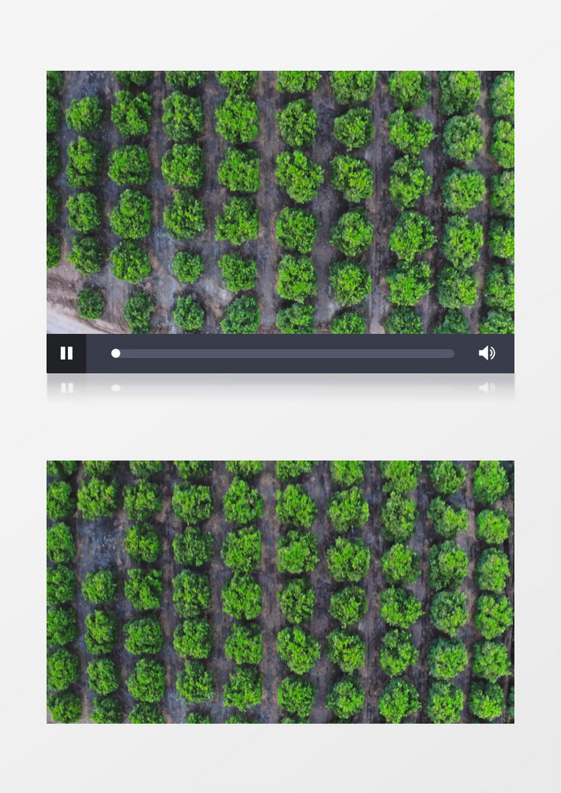 俯拍整齐排列的树林实拍视频素材