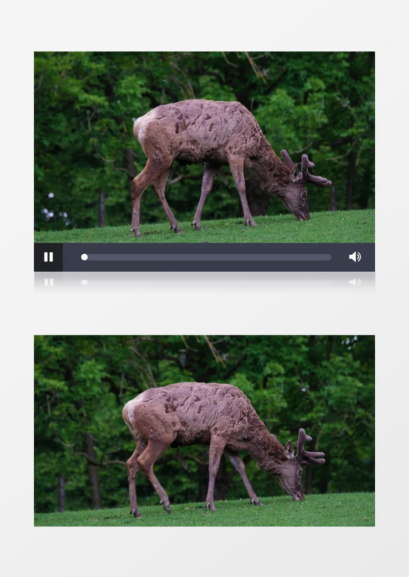 一头鹿在草地上吃草实拍视频素材
