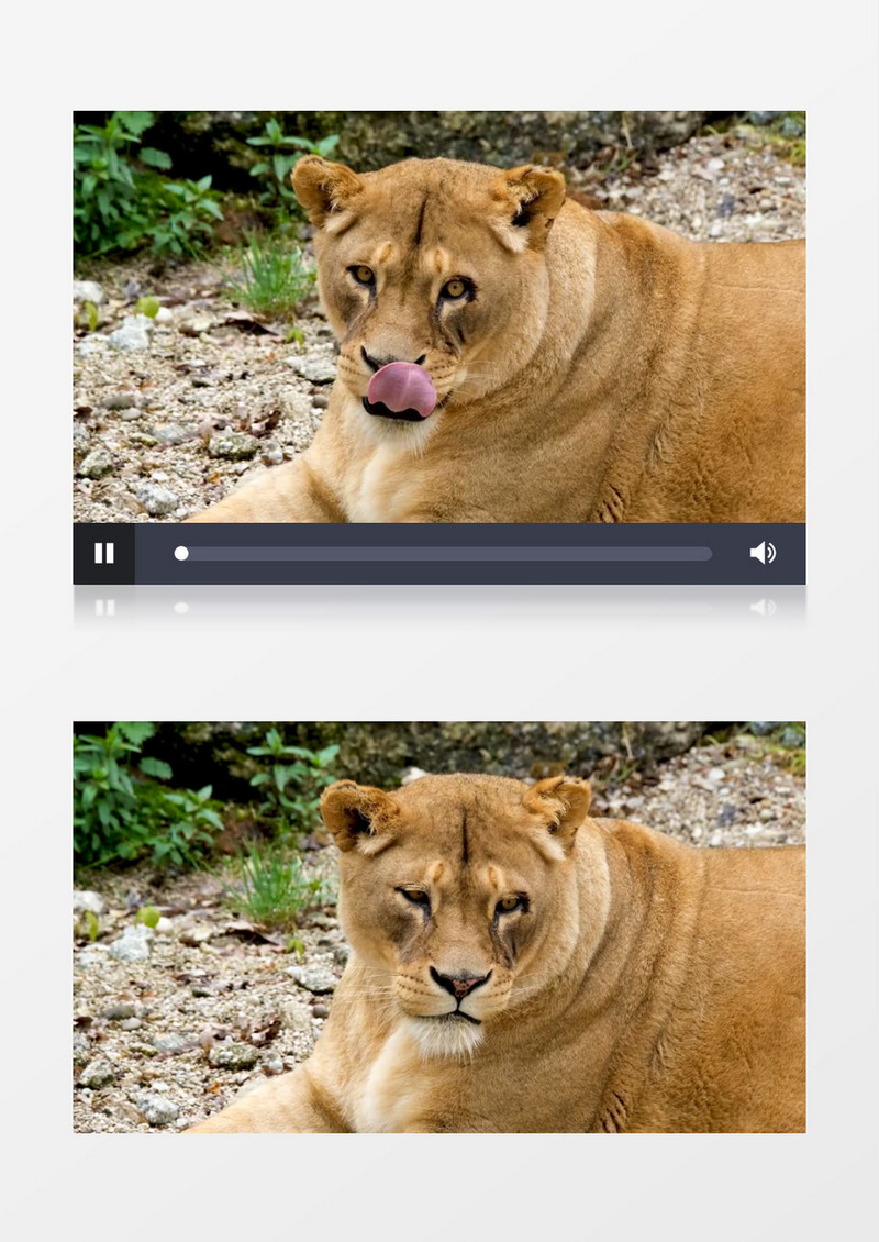 一只豹子在悠闲的休息实拍视频素材