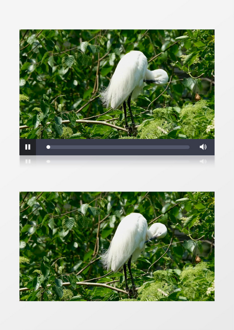 白鹭站在树枝上在整理羽毛实拍视频素材