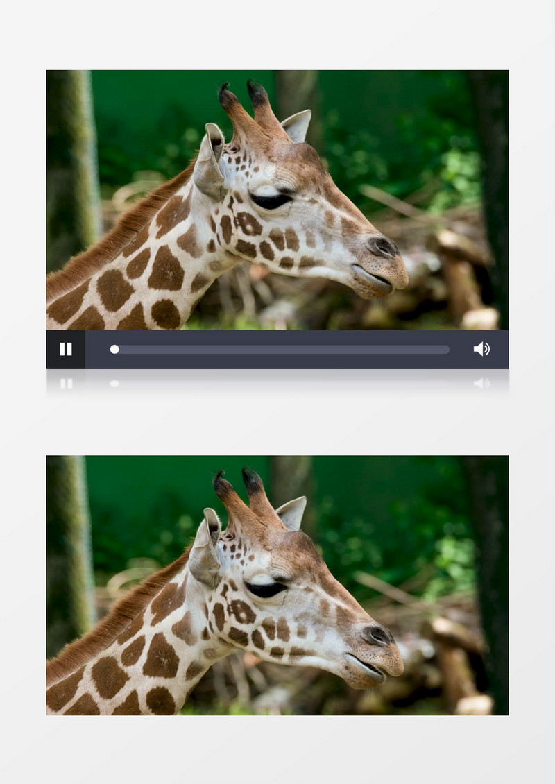 长颈鹿在悠闲的咀嚼食物实拍视频素材