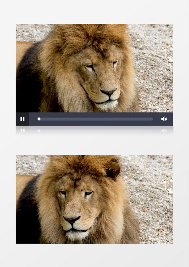 狮子蹲坐在地上休息实拍视频素材
