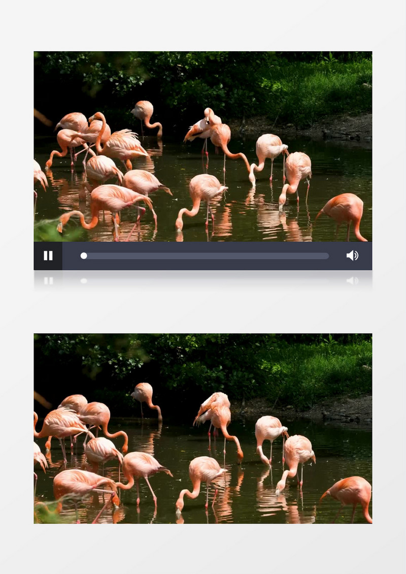 一群火烈鸟在水边觅食整理羽毛实拍视频素材