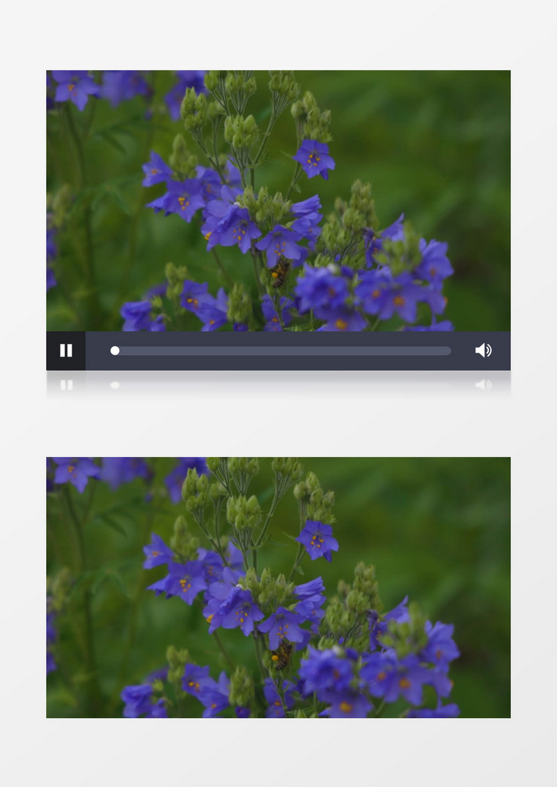 蜜蜂在紫色花朵上采蜜实拍视频素材
