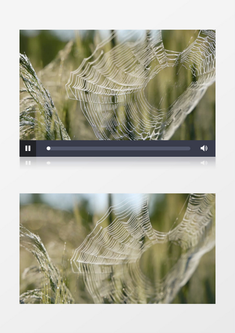 残破的蜘蛛网在风中摇晃实拍视频素材