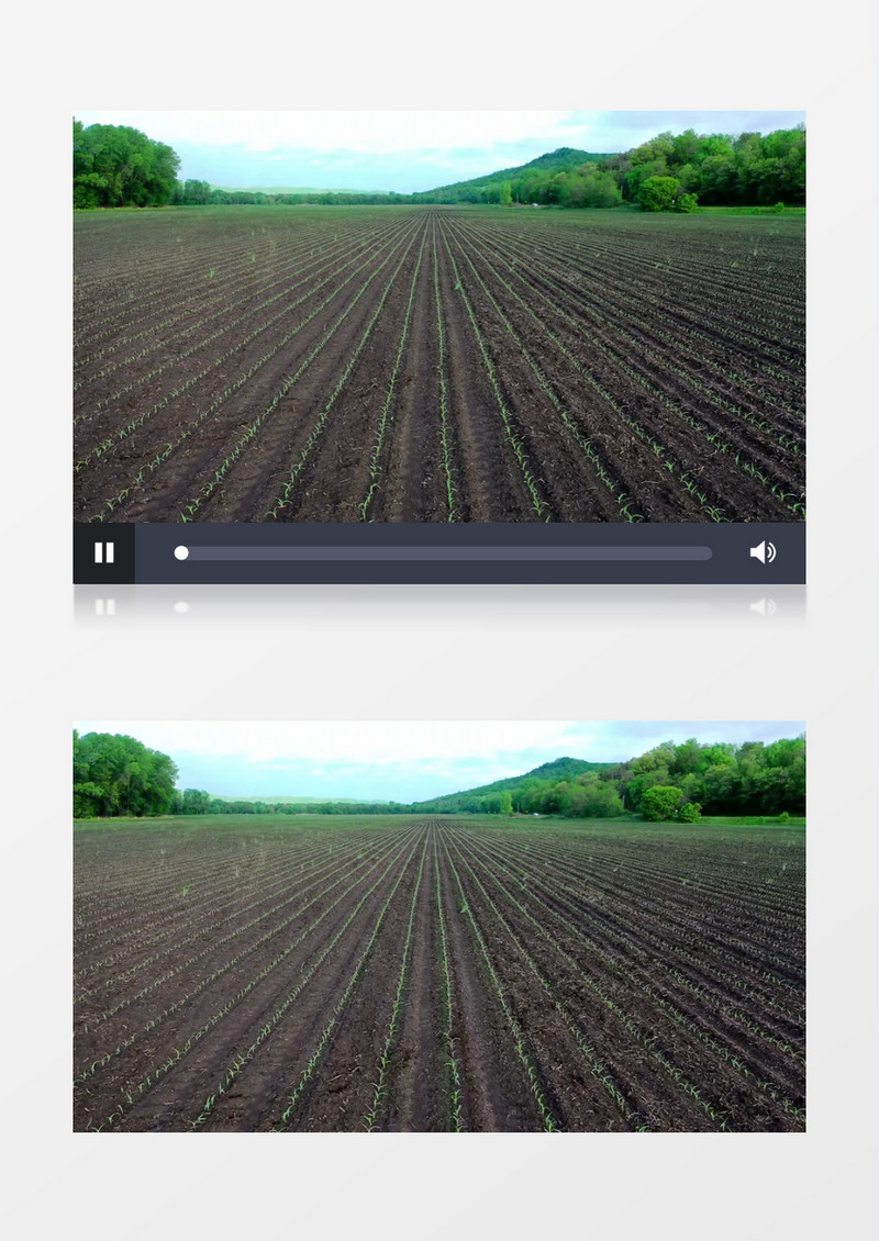 整齐种植的农作物实拍视频素材