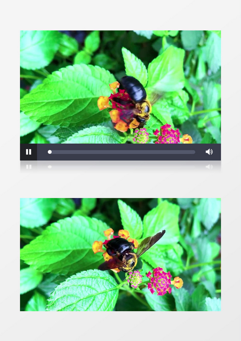 蜜蜂在花朵上觅食实拍视频素材