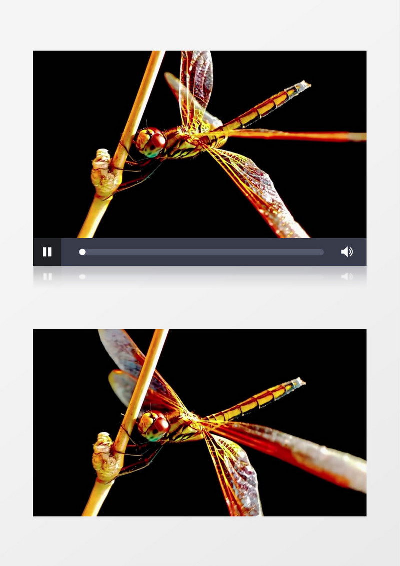 蜻蜓抱住小树枝实拍视频素材