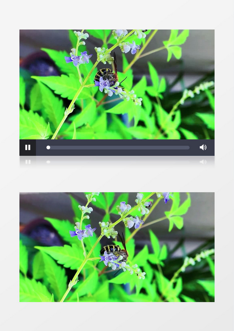 蜜蜂在紫色花朵中采蜜实拍视频素材