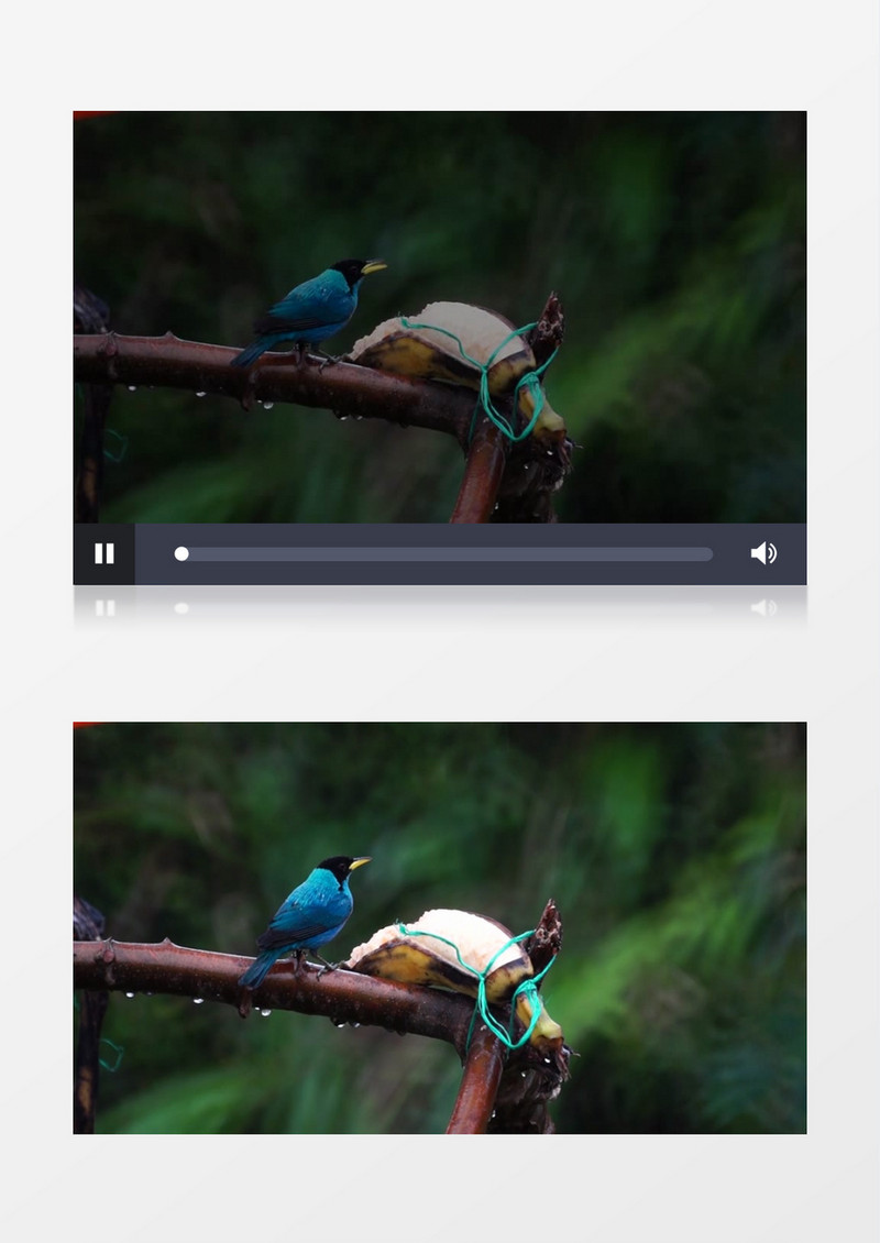 小鸟在啄绑在树枝上的香蕉实拍视频素材
