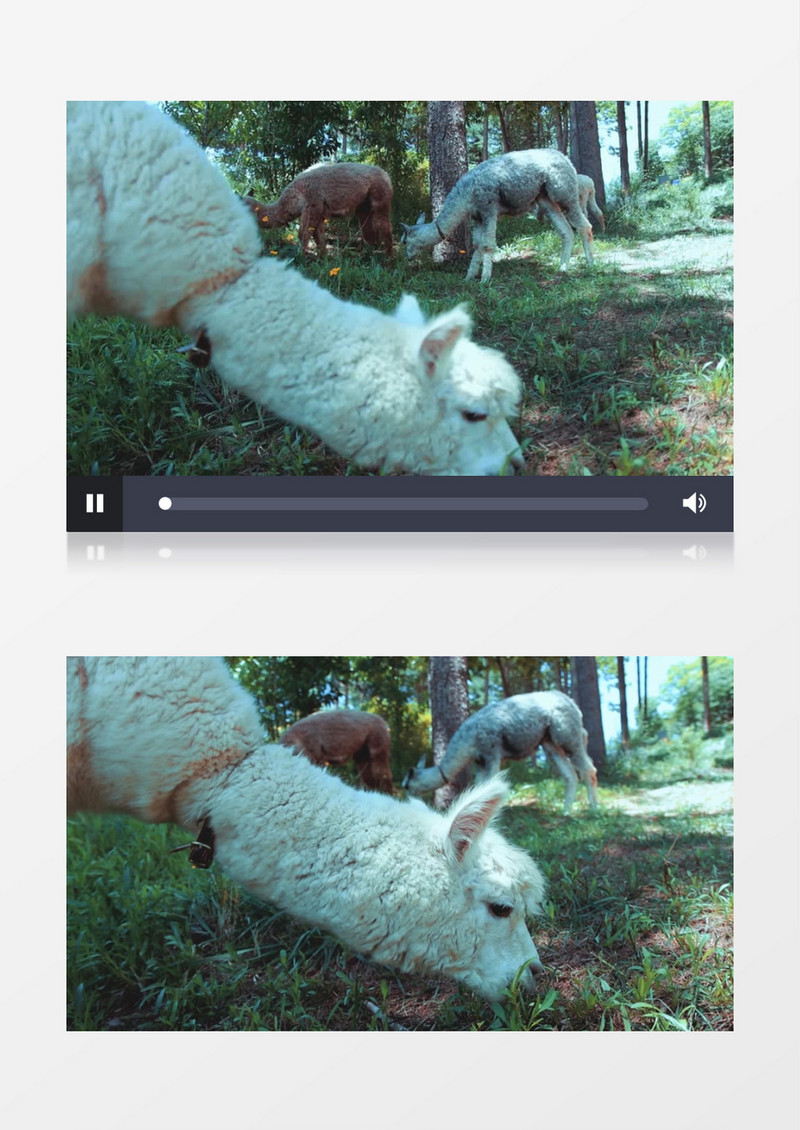 羊驼在草地上吃草实拍视频素材