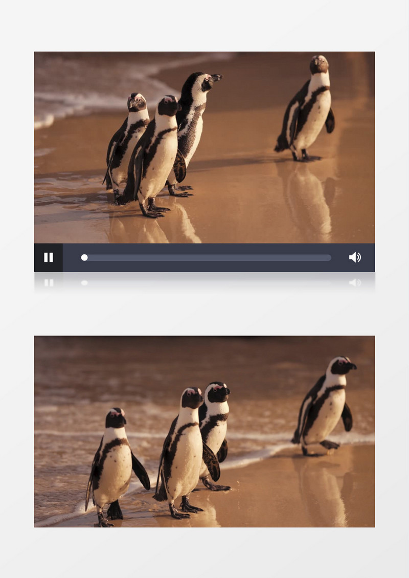 燕尾夜鹰在沙滩上漫步实拍视频素材