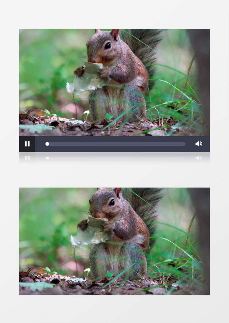 小松鼠在啃食手中的食物实拍视频素材