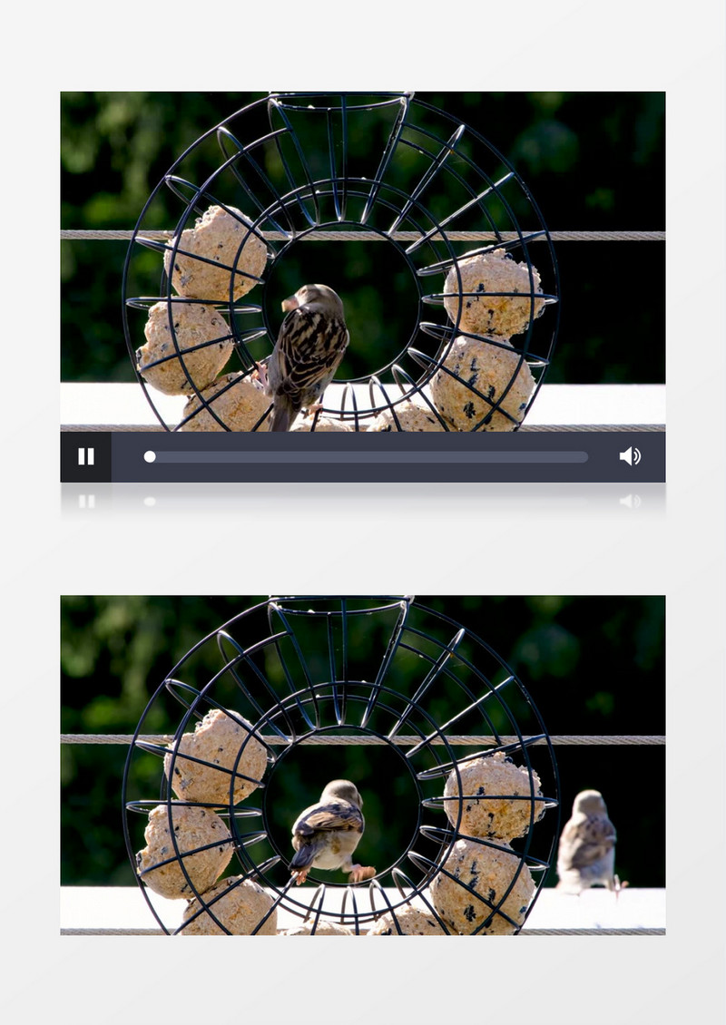 小鸟在投食器上觅食实拍视频素材