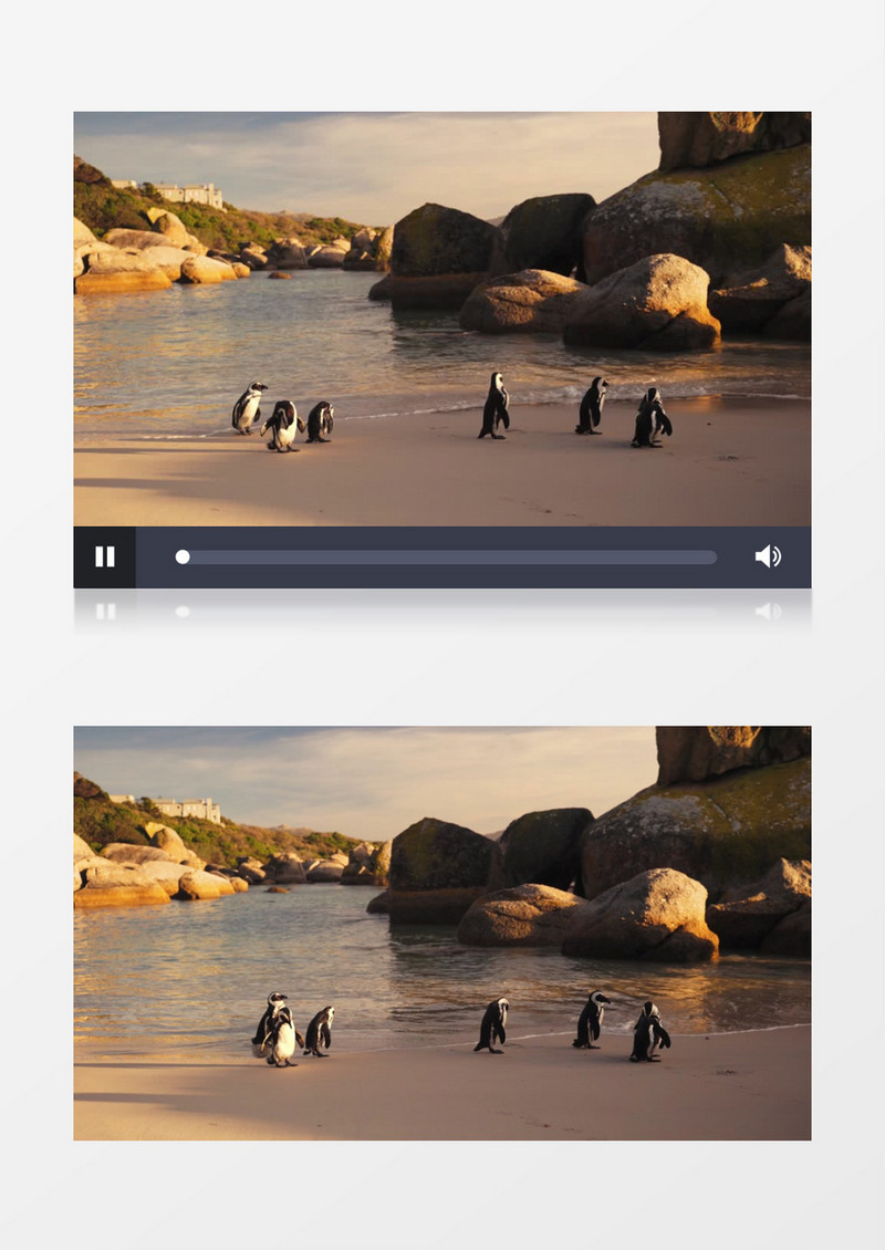 一群燕尾夜鹰在海边漫步实拍视频素材