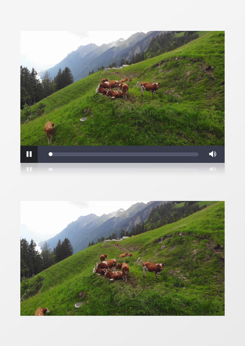 一群黄牛在山坡上吃草实拍视频素材