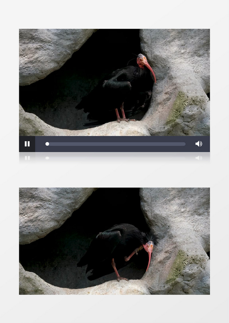 隐鹮站在山洞中实拍视频素材