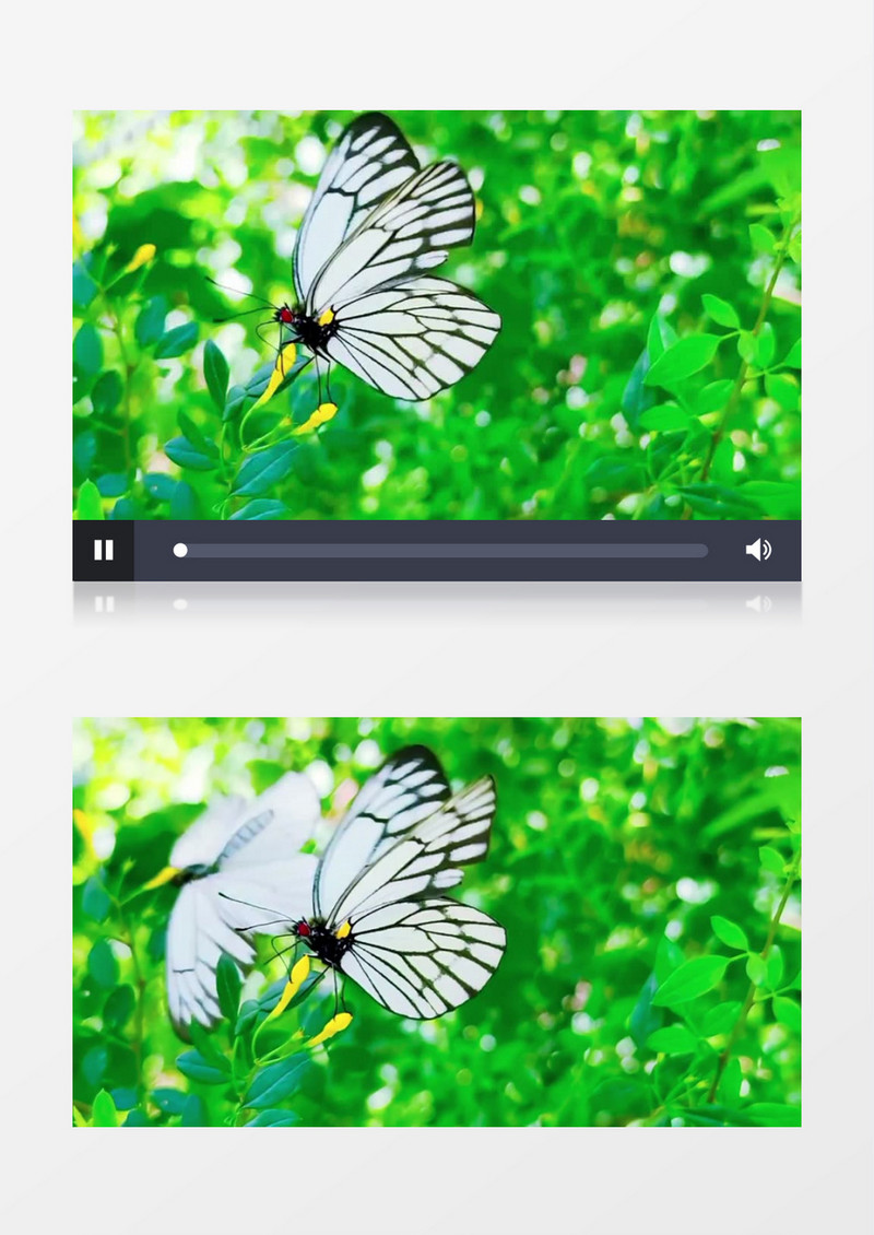 白色蝴蝶在黄色花蕊上飞舞实拍视频素材