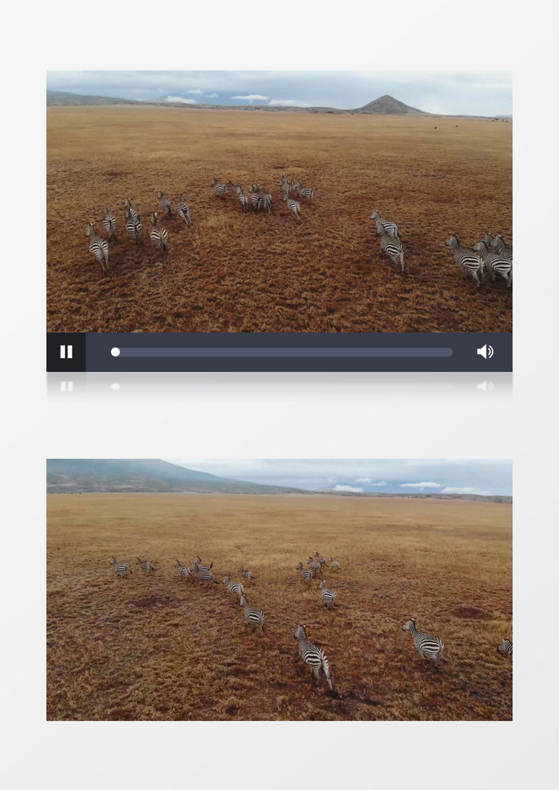 斑马在草地上奔跑实拍视频素材