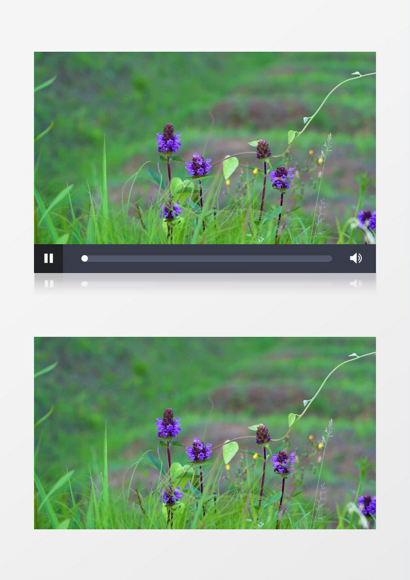 紫色风铃草在山坡上飘动实拍视频素材