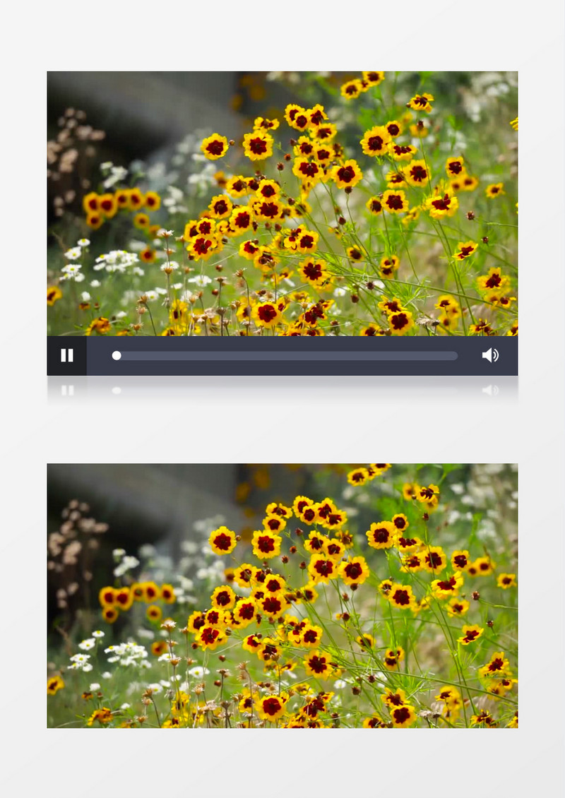 一片两色金鸡菊在随风飘动实拍视频素材