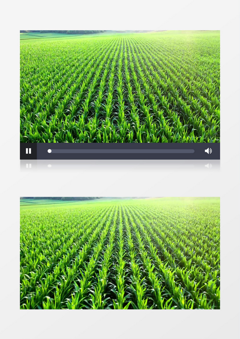 实拍播种整齐的玉米地实拍视频素材