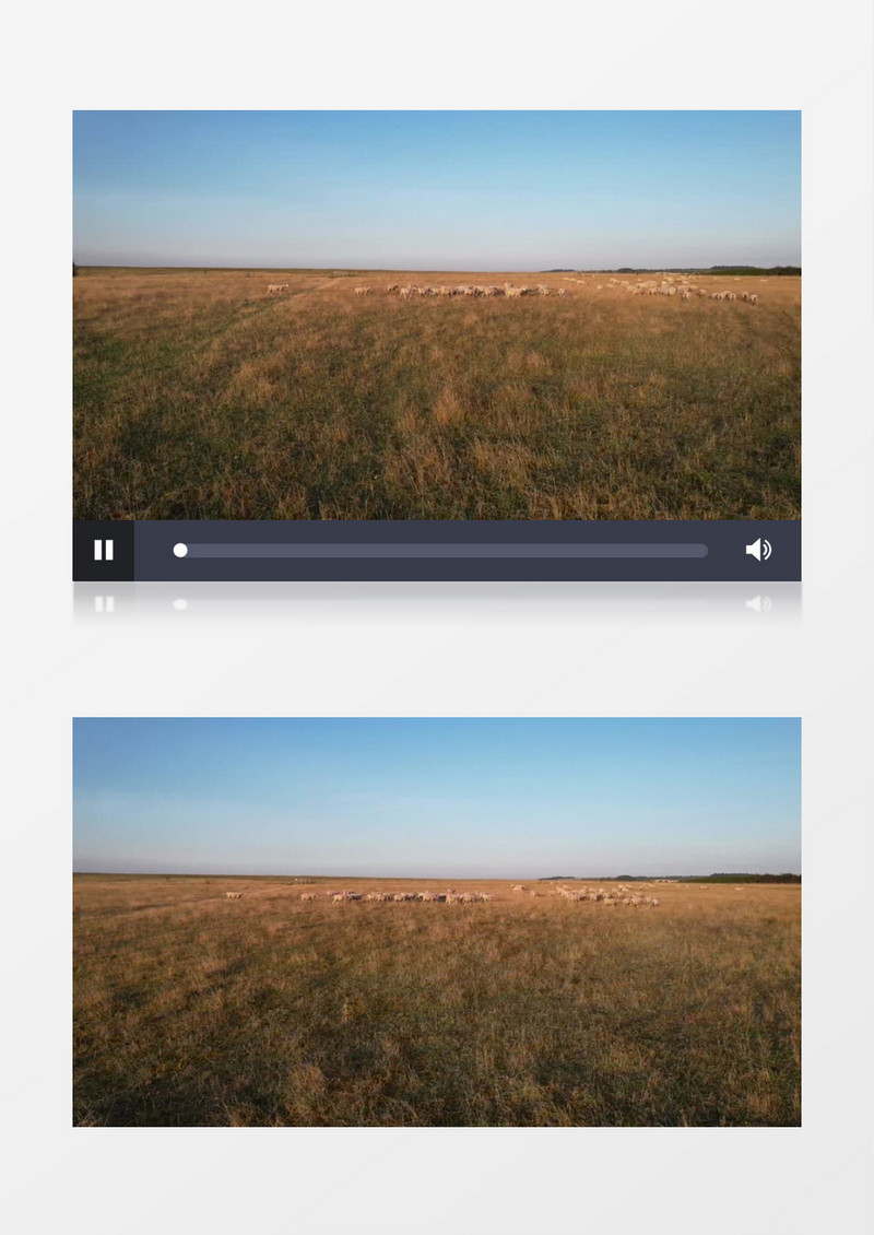 羊群在草地上行走觅食实拍视频素材