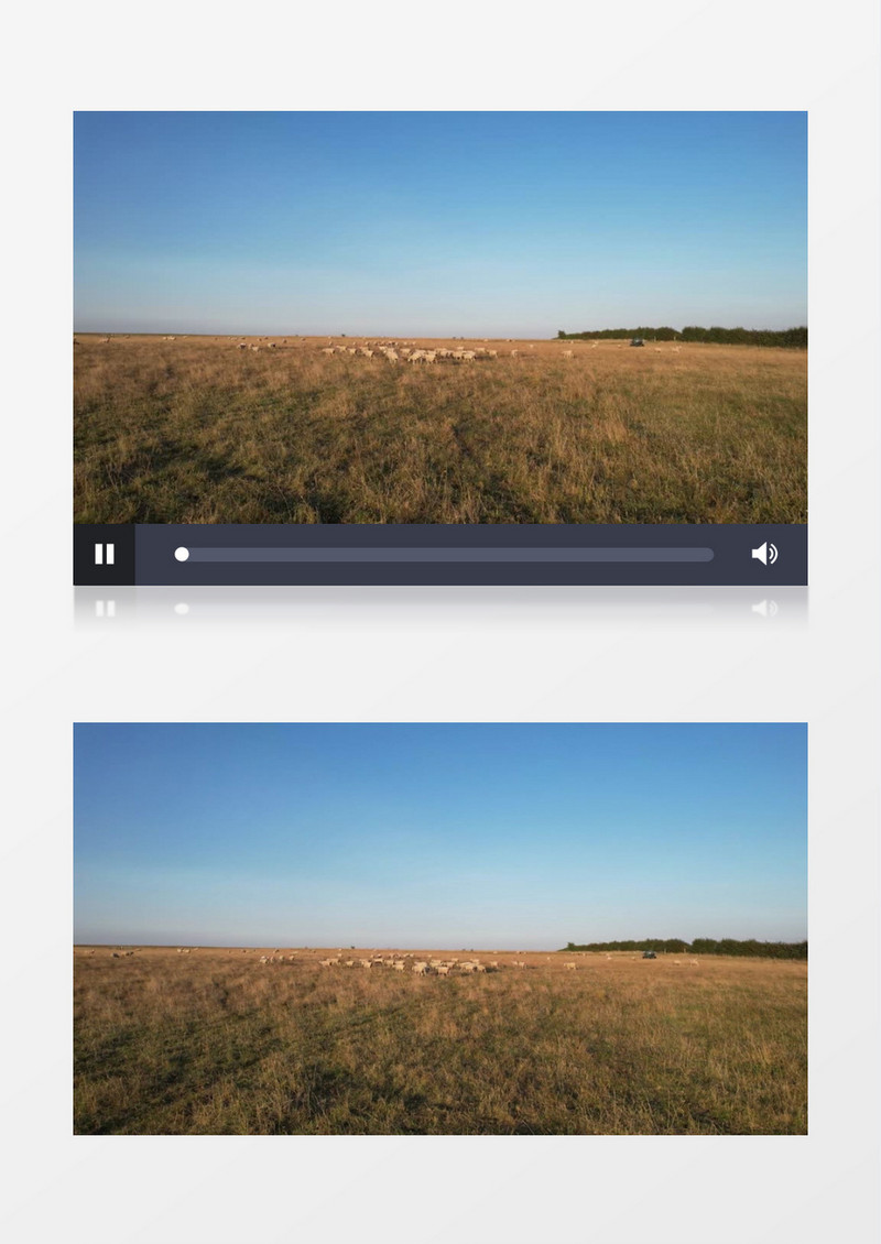 羊群在草地上行走实拍视频素材