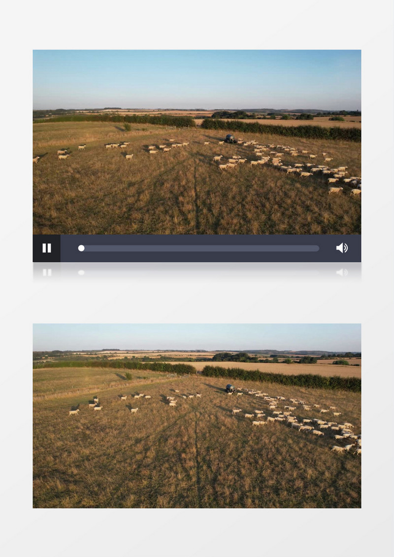 一群羊群在草地上奔跑吃草实拍视频素材