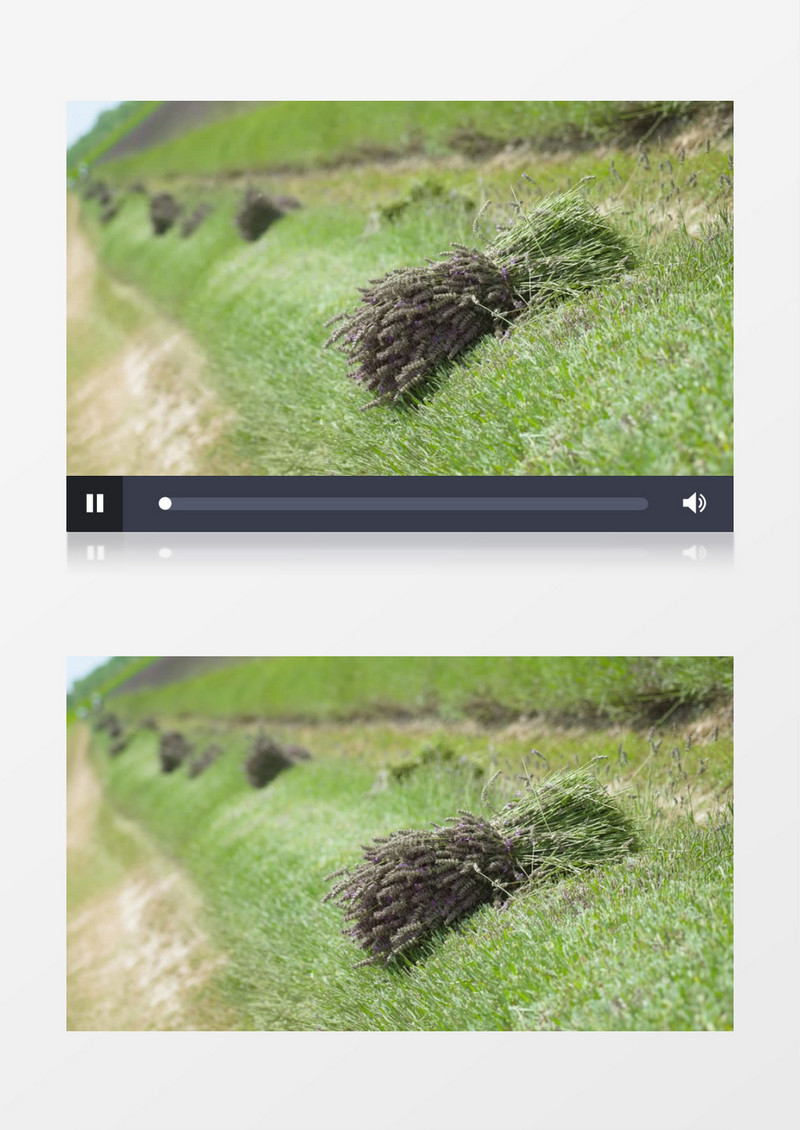 捆扎好的薰衣草堆放在草地上实拍视频素材