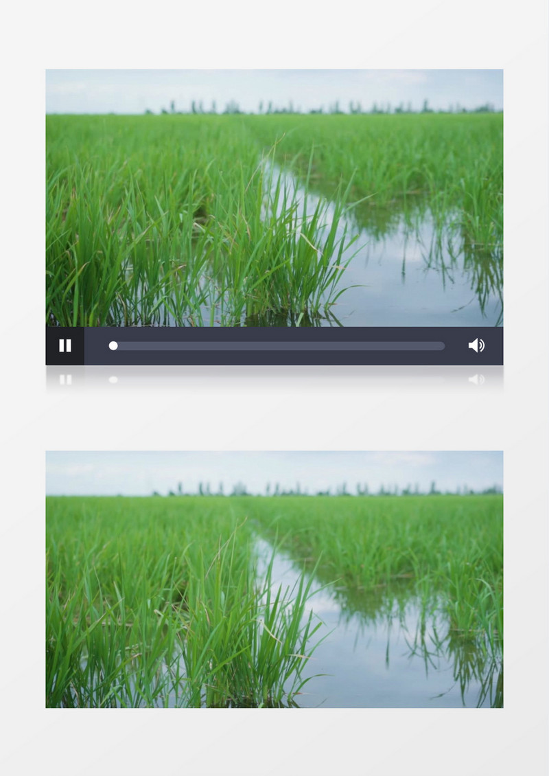 嫩绿的水稻在稻田中生长实拍视频素材