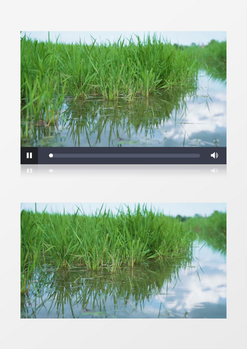 嫩绿的水稻种植在稻田中实拍视频素材