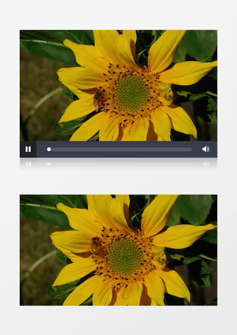 蜜蜂在黄色向日葵上觅食实拍视频素材
