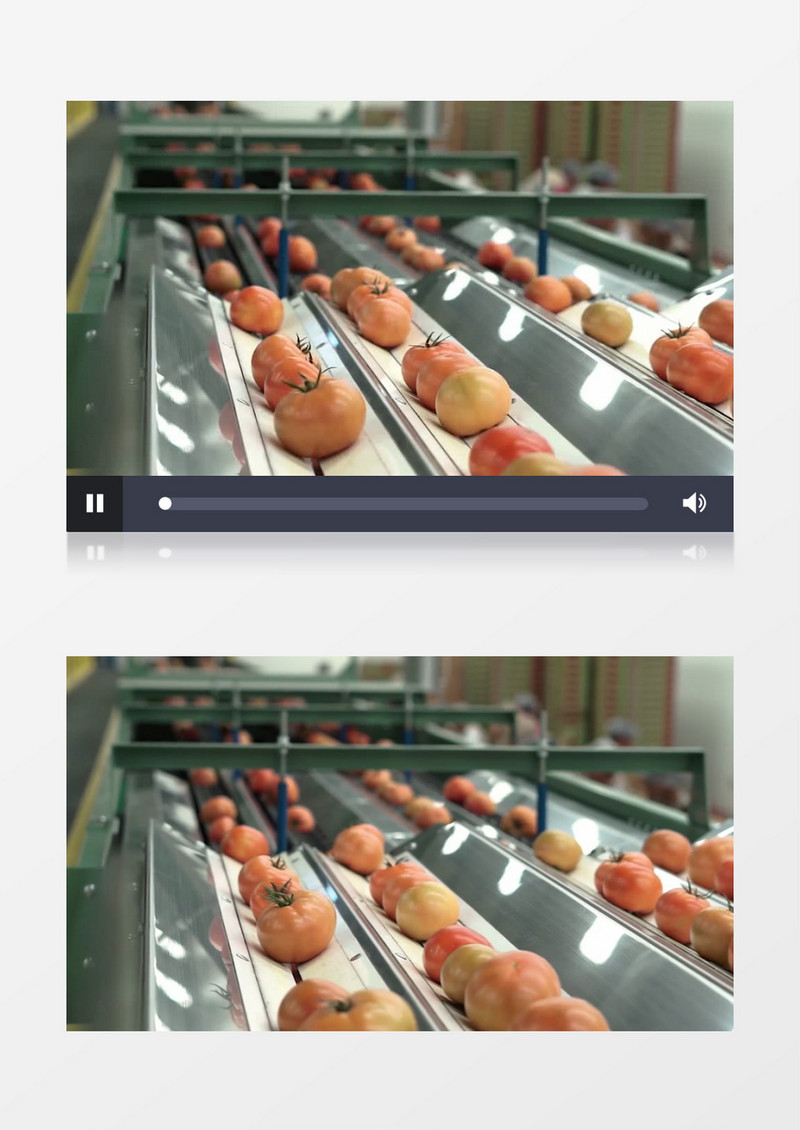流水线上在分拣西红柿实拍视频素材