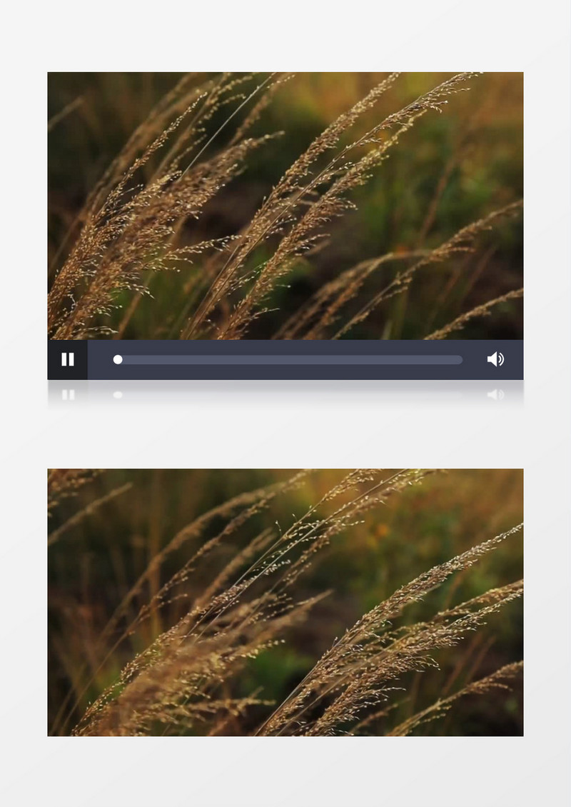 实拍秋风中随风飘动的植物实拍视频素材