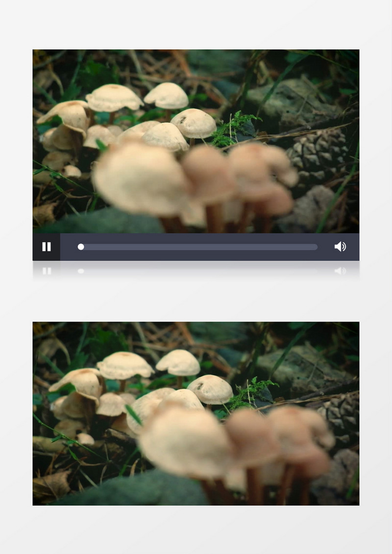 在草丛里长出的白色蘑菇实拍视频素材