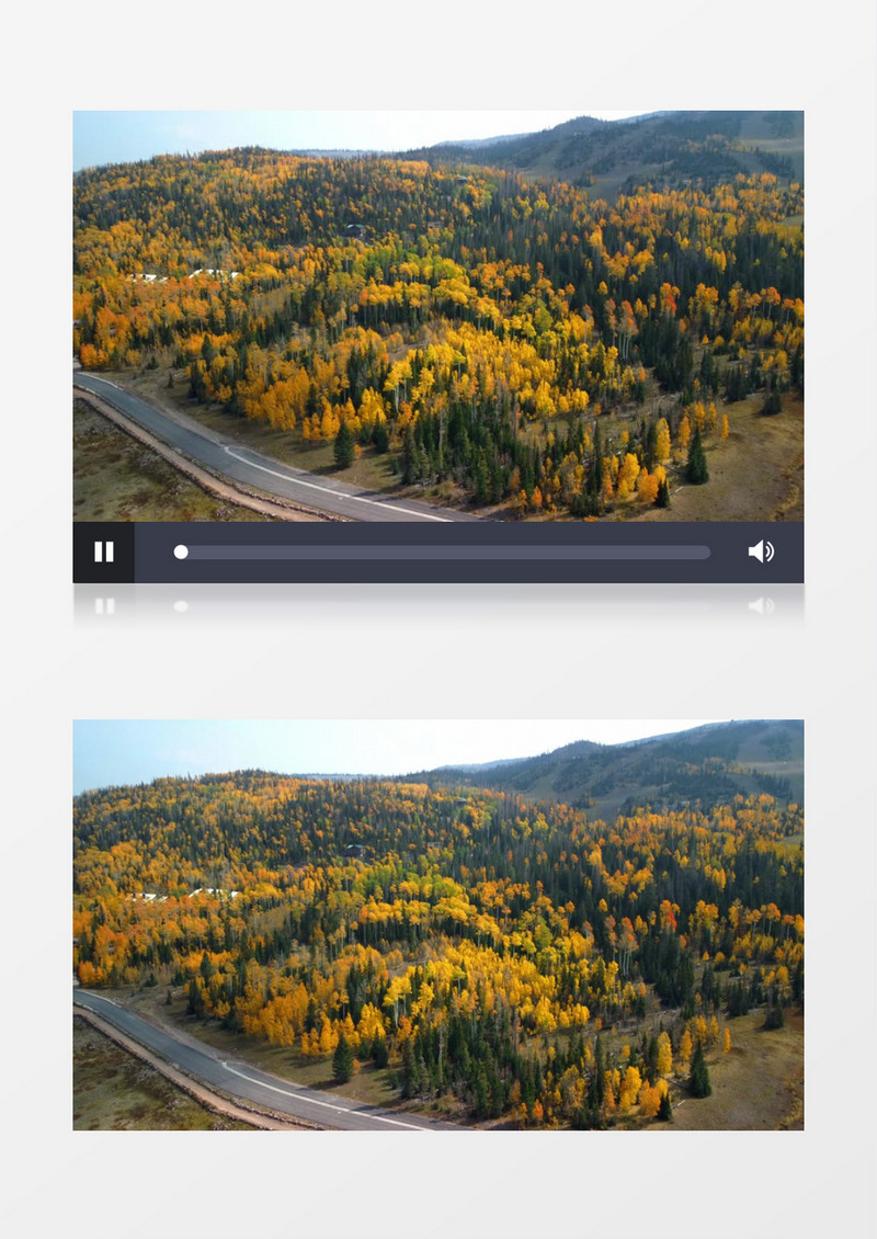 秋天树叶变黄的森林实拍视频素材