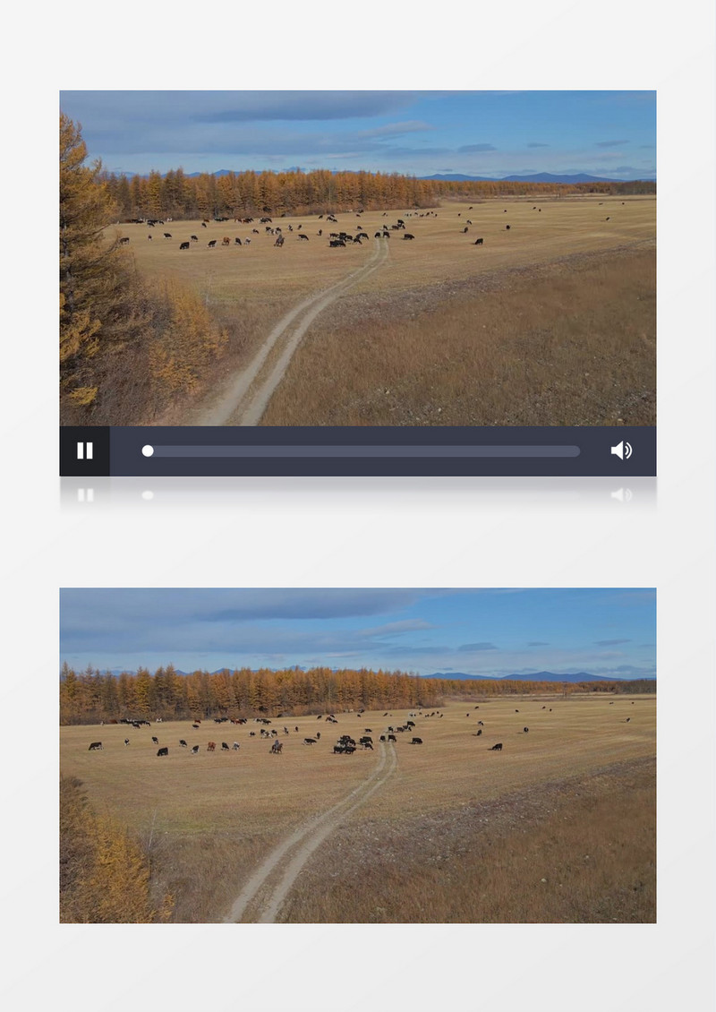 一群牛在草地上觅食实拍视频素材