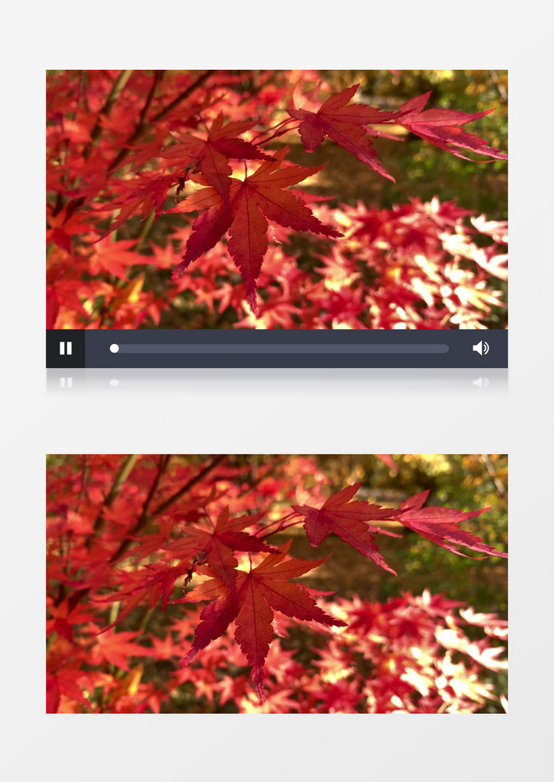 秋天红枫叶在微风中晃动实拍视频素材