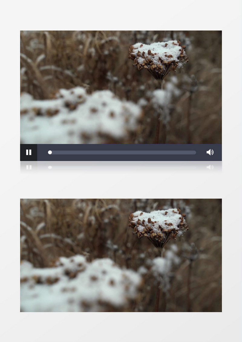雪花飘落在枯萎的草丛上实拍视频素材