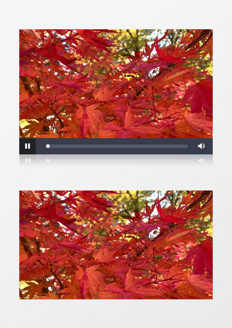 红枫叶在风中微微晃动实拍视频素材