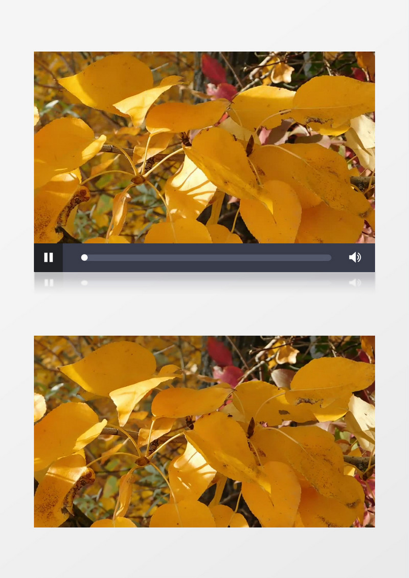 在秋天风中晃动的树叶实拍视频素材